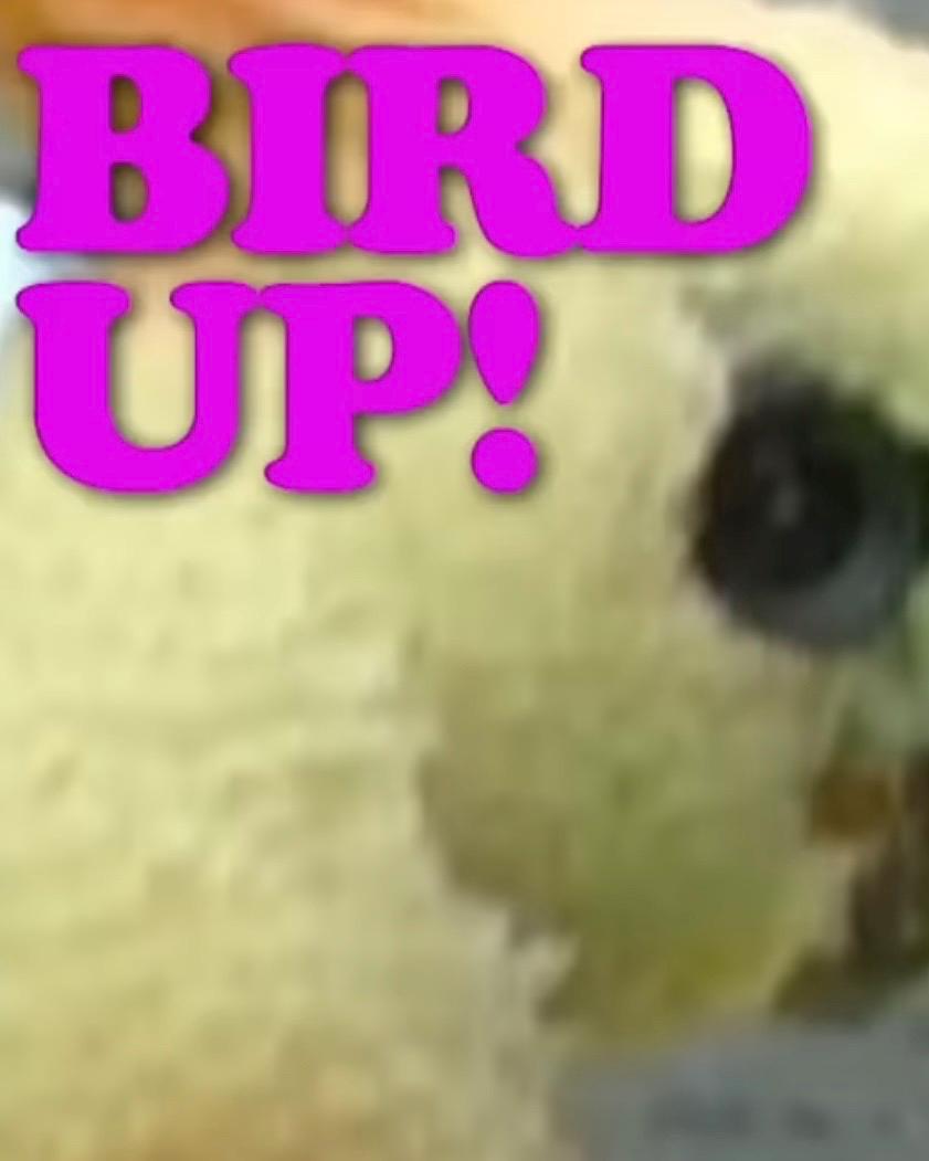 Close-up of a bird with 'BIRD UP!' text in pink above it.